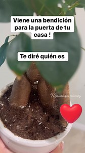 4.3M views · 154K reactions | #acepto #Evolution #bonsailovers | Musicologia Relaxing and Energy | Facebook