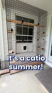 1M views · 17K reactions | Summer sun, fresh air, and endless cat naps! ☀️ There's no better place to lounge than the catio, where every day feels like a kitty vacation. #catios #catiolife #catenclosures #habitathavencatio #habitathaven | Habitat Haven | Facebook