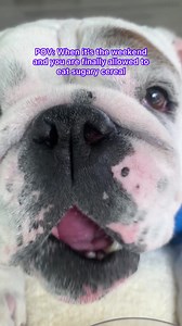 251K views · 9.7K reactions | Weekends... they're grrrrreat 北....#eggnog #eggnnogthebulldog #dogmemes #dogreels #dogsofig #dogsofinstagram #englishbulldogs #pubityreels #9gag #barstoolsports #funnydogs #funnydogvideos #weeklyfluff #woofwoof #dog #dogs #dogoftheday #weekendvibes #mood #heyjenlookatme | Eggnogthebulldog | Facebook