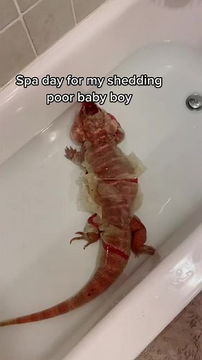 124K views · 1.9K reactions | #sheddingseason #reptile #reptiles #reptiletiktok #lizard #tegu #tegulizard #reptiletiktok #tegu #tegulizard #petsoftiktok #dragon #pets #reptilekeeper #reptilelover #reptilemom | Bearded Dragon | Facebook