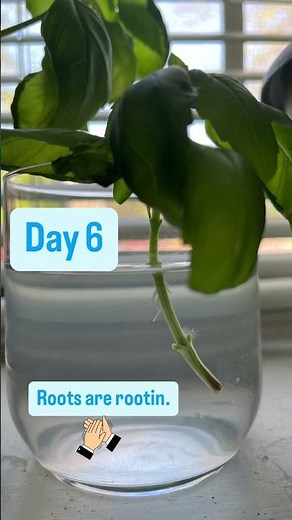 How to propagate basil by saving dying offshoots. #plantpropagation #herbs #basil #plants #gardening