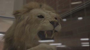 42K views · 463 reactions | Take an in-depth look at the construction of the new Spring High School and how it will serve students, families, and the broader Spring ISD community. Eche un vistazo a la construcción de la nueva escuela secundaria Spring High School y cómo beneficiará a los estudiantes, las familias y la comunidad del distrito escolar independiente de Spring en general. | Spring ISD | Facebook