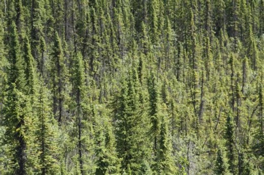 An Oregon tree study could help northern forests weather the climate crisis - The Weather Network