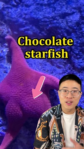 Dangers of Selenite for Your Chocolate Starfish