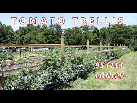 Tomato Trellis Build w/ Cattle Panels | D.I.Y.