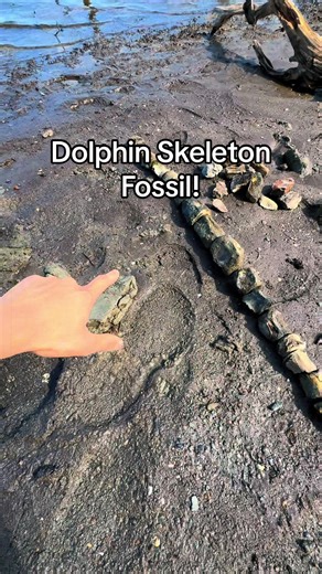 Discovering an Ancient Dolphin Skeleton Fossil
