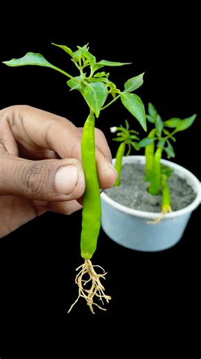 See how to grow chili plant from chilies | Fast rooting method step by step in video //#reels #fblifestyel | Dian Creative