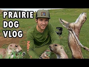 Prairie Dogs Eating and Screaming - Wildlife Photography VLOG