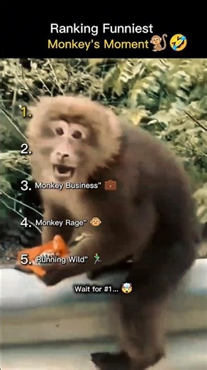 Ranking Funniest Monkey Moments 😂🐒