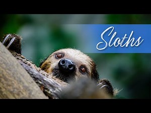 Relaxing Rainforest Music 2021 | Natural Sloth Habitat