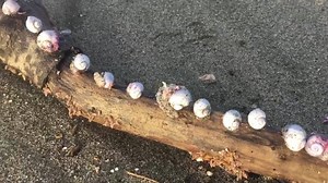 Conoscete la Janthina? Scopritela insieme a me...buongiorno Ostia, oggi ci si sveglia biologi | La mia Ostia