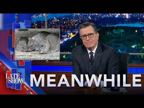 Meanwhile… Rat Birth Control | ChatGPT Can’t Count Backwards | Sugar For Hemorrhoids?