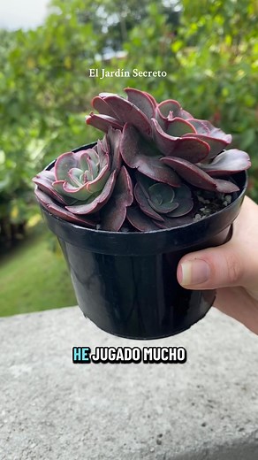 Hay suculentas que son especialmente sensibles a la pudrición, y esto pasa por una razón muy simple: sus raíces no toleran estar húmedas por mucho tiempo. Ellas necesitan aire, espacio y un sustrato que deje correr el agua rápido.Cuando el sustrato es muy pesado o retiene demasiada humedad, las raíces empiezan a quedarse sin oxígeno, se debilitan y ahí es cuando aparecen los hongos y la famosa pudrición. Por eso siempre insisto tanto en usar mezclas bien drenantes y bien porosas: más piedritas, 