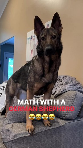 Math with a GERMAN SHEPHERD | Sadie the sable shepherd
