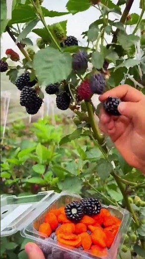 the process of harvesting fruit using simple tools manually