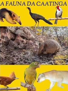 A FASCINANTE CAATINGA | CONHEÇAM A FAUNA DESSE BIOMA INCRÍVEL