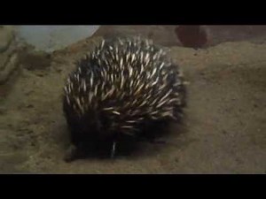 ハリモグラ【東山動植物園に行こう!!】