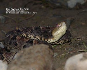Bothrops brazili - Alchetron, The Free Social Encyclopedia