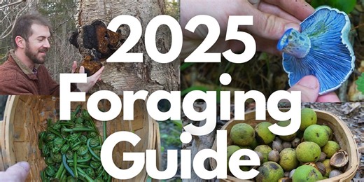 2025 Foraging Guide to Edible Mushrooms and Plants!