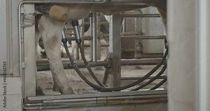Automatic machine robot for milking cow's milk. Cattle in the barn. The process of cows getting milked at a dairy factory. Robot hand and innovative technologies in agricultural industry.