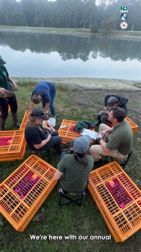 NJDEP Fish & Wildlife’s Bureau of Wildlife Management biologists band ducks and geese across New Jersey, which provides essential data on migration patterns, population dynamics, and survival rates. The information collected guides future conservation efforts and helps set hunting regulations for future waterfowl seasons, ensuring a healthy balance between wildlife and tradition. Learn more here: https://youtu.be/s7HC_f6kx-0 #NewJerseyFishAndWildlife #Ducks #Biologist #NewJersey | New Jersey Fis
