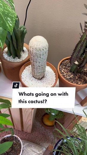 Cactus come in all shapes and sizes, this is one of my oddest ones #oldmancactus #bigbeefyplants #plantlovers❤️❤️❤️