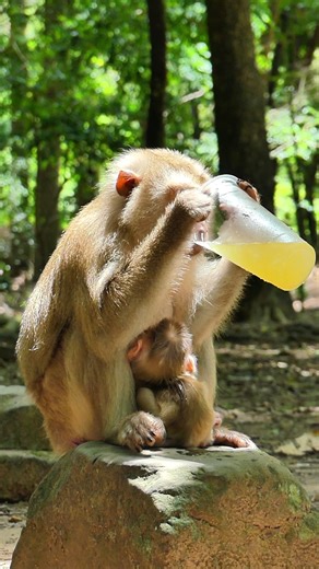 16 reactions | Big eyes, tiny hands, endless mischief. This monkey’s every move is a masterclass in cuteness—and you won’t want to look away. | Monkey love | Facebook