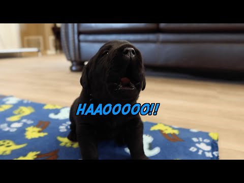 Black Labrador Puppies First Time Howling!!