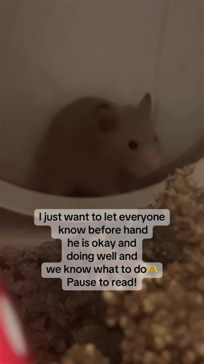 Concerns About Mites in Hamsters: Todd's Recovery Journey