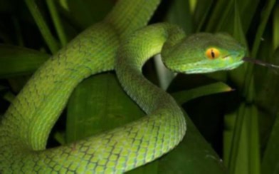 大眼竹叶青 Trimeresurus macrops （洋抖@jurassic_ark_encounters