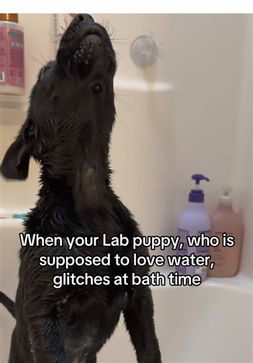 selective water enthusiast — I’m sure he’ll love jumping into the river this summer #labpuppy #blacklabpuppy #puppybath #dogbath #labradorpuppy