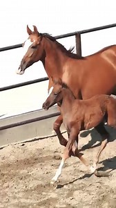 Such a magical moment🐴✨ Witness the loving connection between a mare and her newborn foal as they share their first moments together in the arena.🐴🐎❤️ #NewBeginnings #NewBorn #Foa #firststeps #horselife #farmlife #trendingvideo #UniqueMoments #fbreelsvideo l #MareAndFoal #EquineLove #Nature #FamilyBond #NewLife #HorseBaby #MareAndFoal #EquineFamily #Nature #Love #mare | ESSA FARM By Shani Khan
