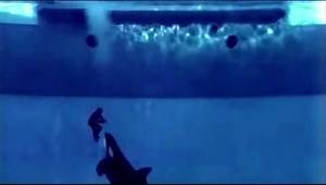 Blackfish Official Movie Teaser 1 2013 HD Sundance Documentary