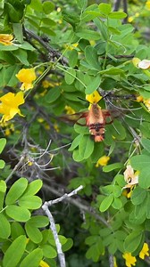 3.5K views · 39 reactions | It’s moth week! There are over 160,000...