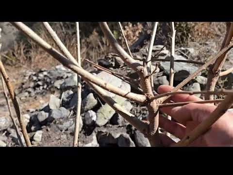 Pruning of Persimmon Plant ✂️🌿 | Easy Steps for Healthy Growth #persimmon#pruning#easy#plant