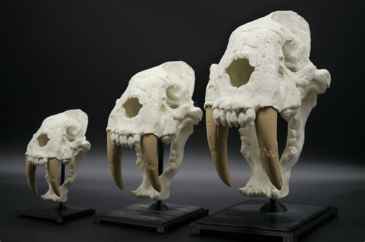 3D Printed Saber Toothed Tiger Skull Replica: Paleontology Decor - Etsy