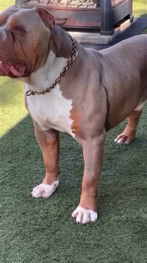 Lovely Dog 🐶 | Cutest & Sweetest Dog Ever | Heart-Melting Moments