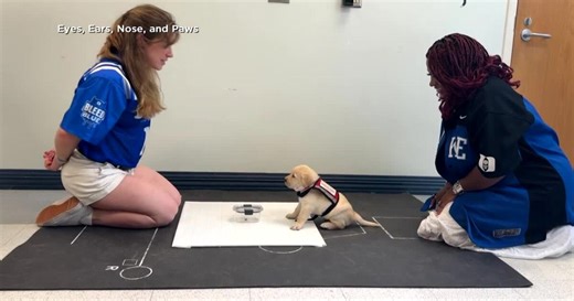 New study shows dogs can read our minds without us saying a word