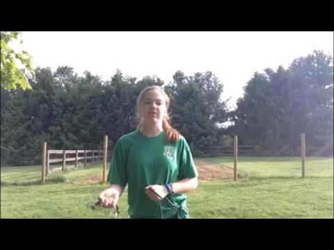 How to train and show your goats