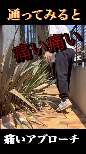 痛いアプローチ！大きくなる植物を植えた末路