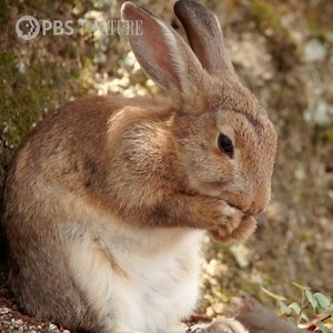 83K views · 805 reactions | What's your favorite type of bunny?  | Nature | PBS | Facebook