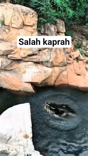 wrong jump #python #wildanimals #animation #entertainment #crocodile