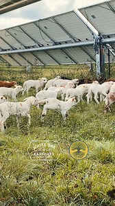 Solar grazing is one of the newest and more exciting things we do. We are grateful to our own Bridget Hogan, small ruminant manager, who helps teach other farmers how to integrate small ruminants in large solar arrays! If you have interest in learning more about this workshop with the Center for Agricultural Resilience (CFAR) and their 2025 event line up, please visit theCFAR.org ** tickets are 15% off through the end of this year! #holisticmanagement #regenerativefarming #regenerativeagricultur