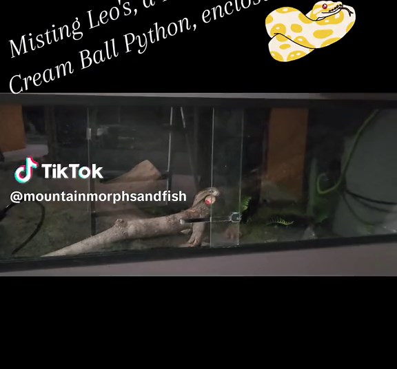 Misting Leo's enclosure. He is a Leo Vanilla Cream ball python who is gorgeous and a very sweet boy. Alittle shy and skiddish but also very curious as long as you move slow. #ballpython #fyp #snakes #snakesoftiktok #python #misting #leoballpython #vanillacreamballpython #vanillaballpython