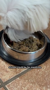 40K views · 240 reactions | Dog food should be food, not burnt brown balls. Switch to The Farmer's Dog today and get 50% off your first box. | Rounds Of A Paws | Facebook