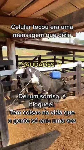 Jumping Cow in Fenced Area Showcases Unique Behavior