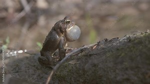 Male American Toad, Anaxyrus americanus, sitting in an urban wetland, calls out for a mate in the Spring by inflating his throat pouch and producing a loud trill. High quality audio.