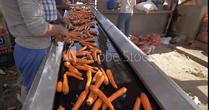 A line of freshly harvested carrots hangs on a washing line, showcasing their vibrant orange color and green tops. Perfect for themes of agriculture, freshness, and farm-to-table produce.