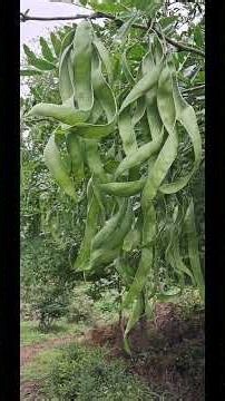 How to Propagate Honey Locust Trees