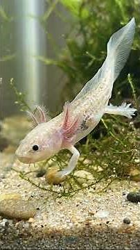 New born Axolotl Larva Rescue|From Helpless Axolotl Larva.😯🥰 #axolotl #seafish